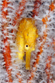Yellow Seahorse @ Richileu Rock 